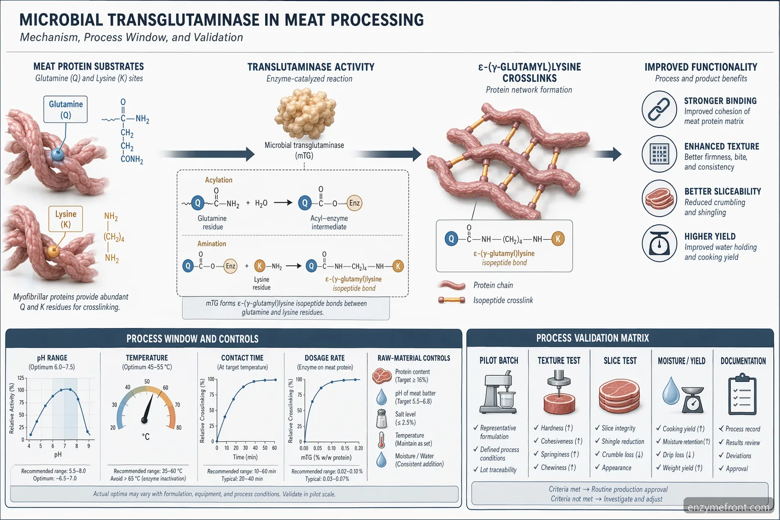 مخطط آلية microbial transglutaminase يوضح تشابك البروتينات ونطاقات التشغيل وفحوصات التحقق
