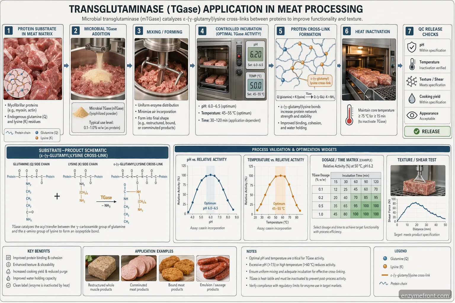 diagramma guida fornitore su tissue transglutaminase 2 con reticolazione TGase nelle carni, controlli di processo e QC