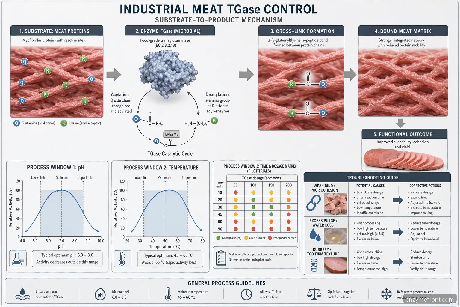 kontroldiagram for tissue transglutaminase i kødforarbejdning, der viser effekten af pH, temperatur, tid og dosering på binding