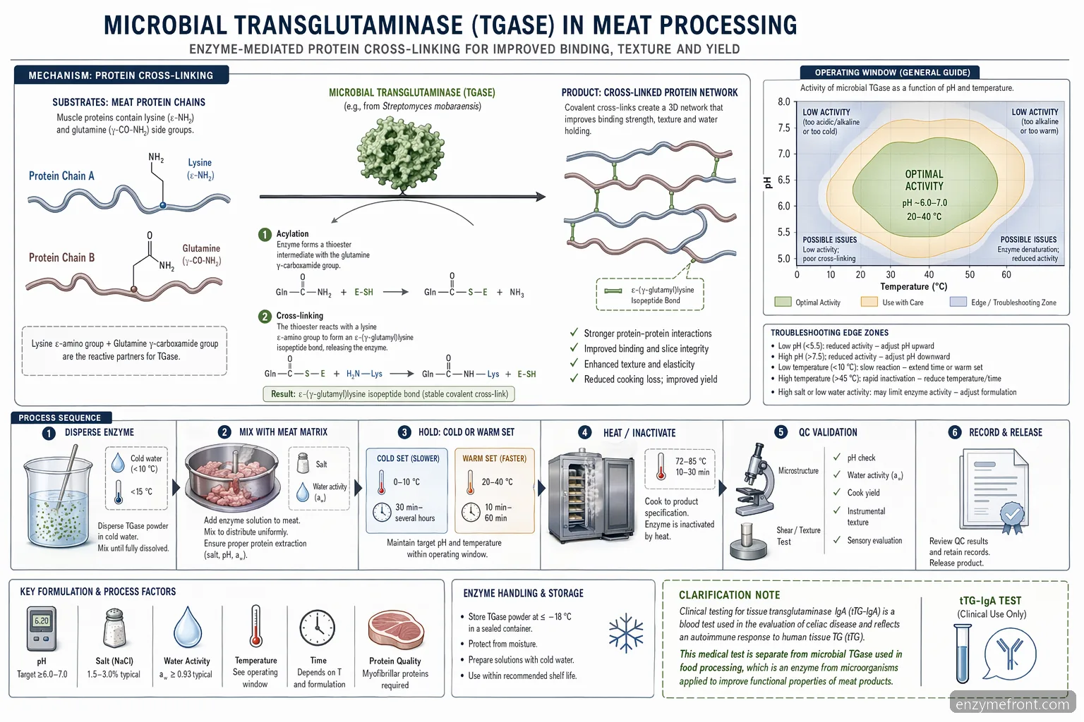 mecanismo de procesado de carne sobre tissue transglutaminase iga, que relaciona el entrecruzamiento con microbial TGase y controles de pH y temperatura